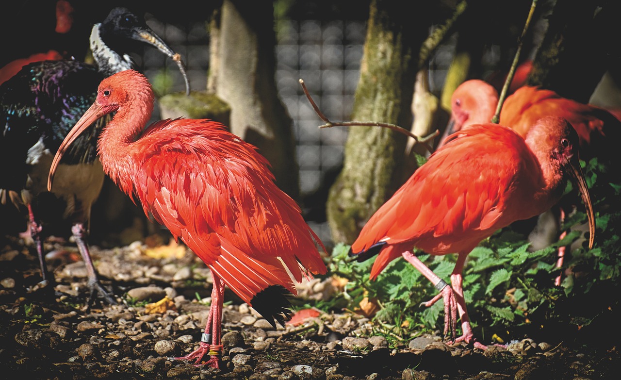 ibis  eudocimus ruber  scarlet ibis free photo