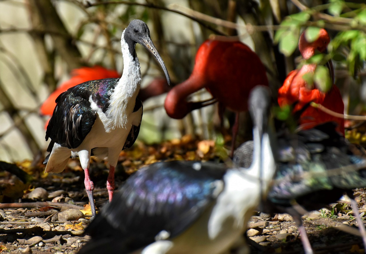 ibis  eudocimus ruber  scarlet ibis free photo