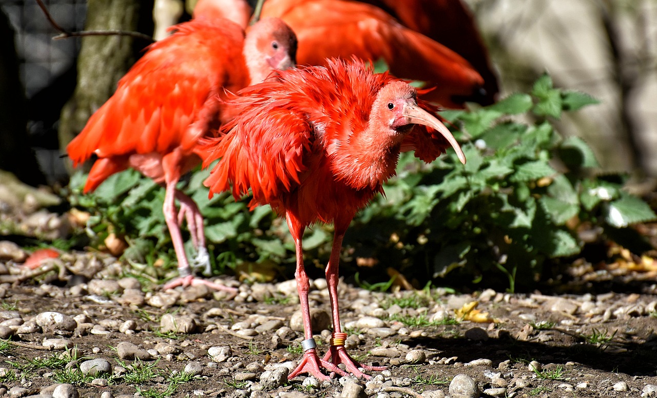 ibis  eudocimus ruber  scarlet ibis free photo