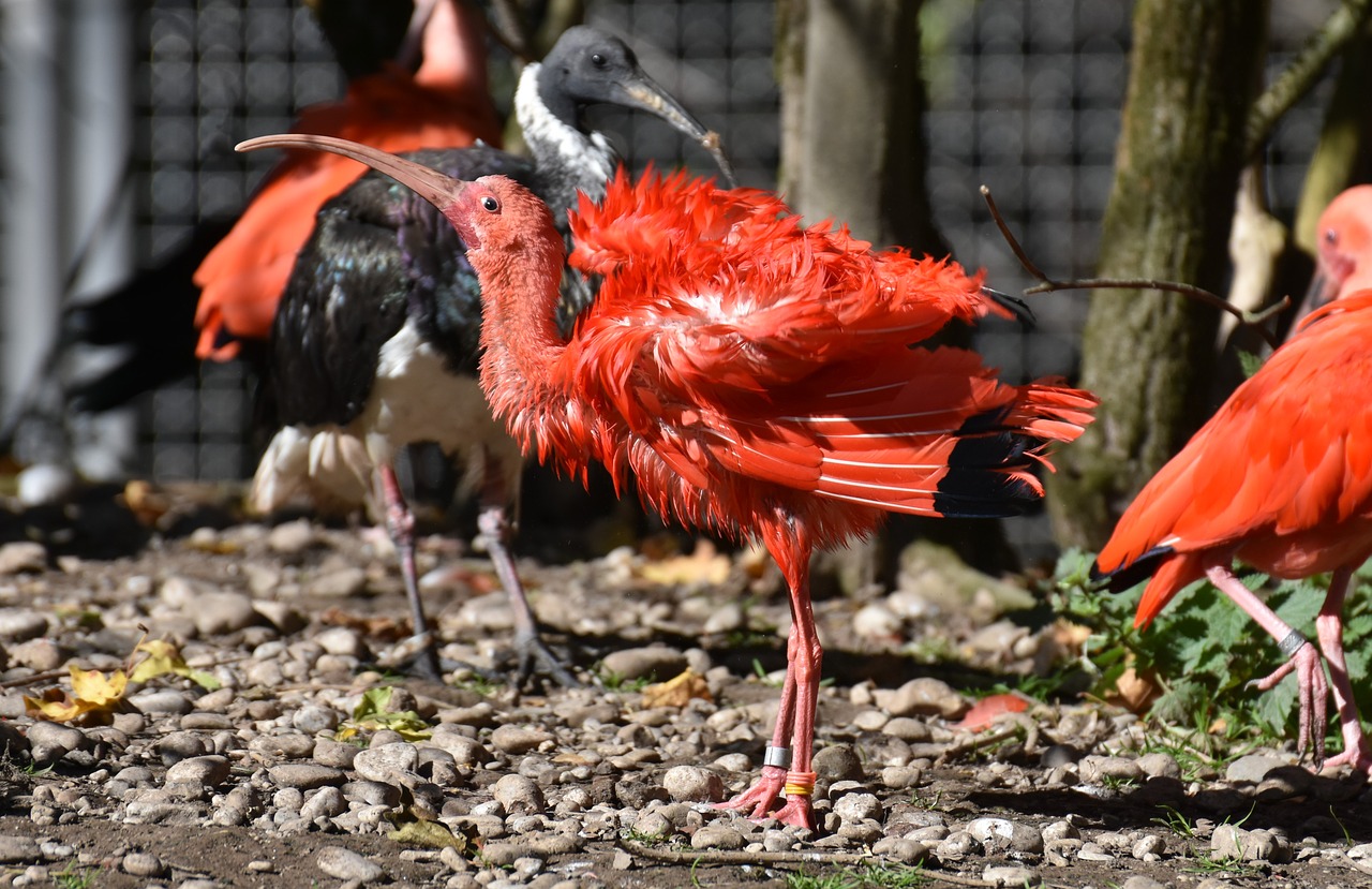 ibis  eudocimus ruber  scarlet ibis free photo