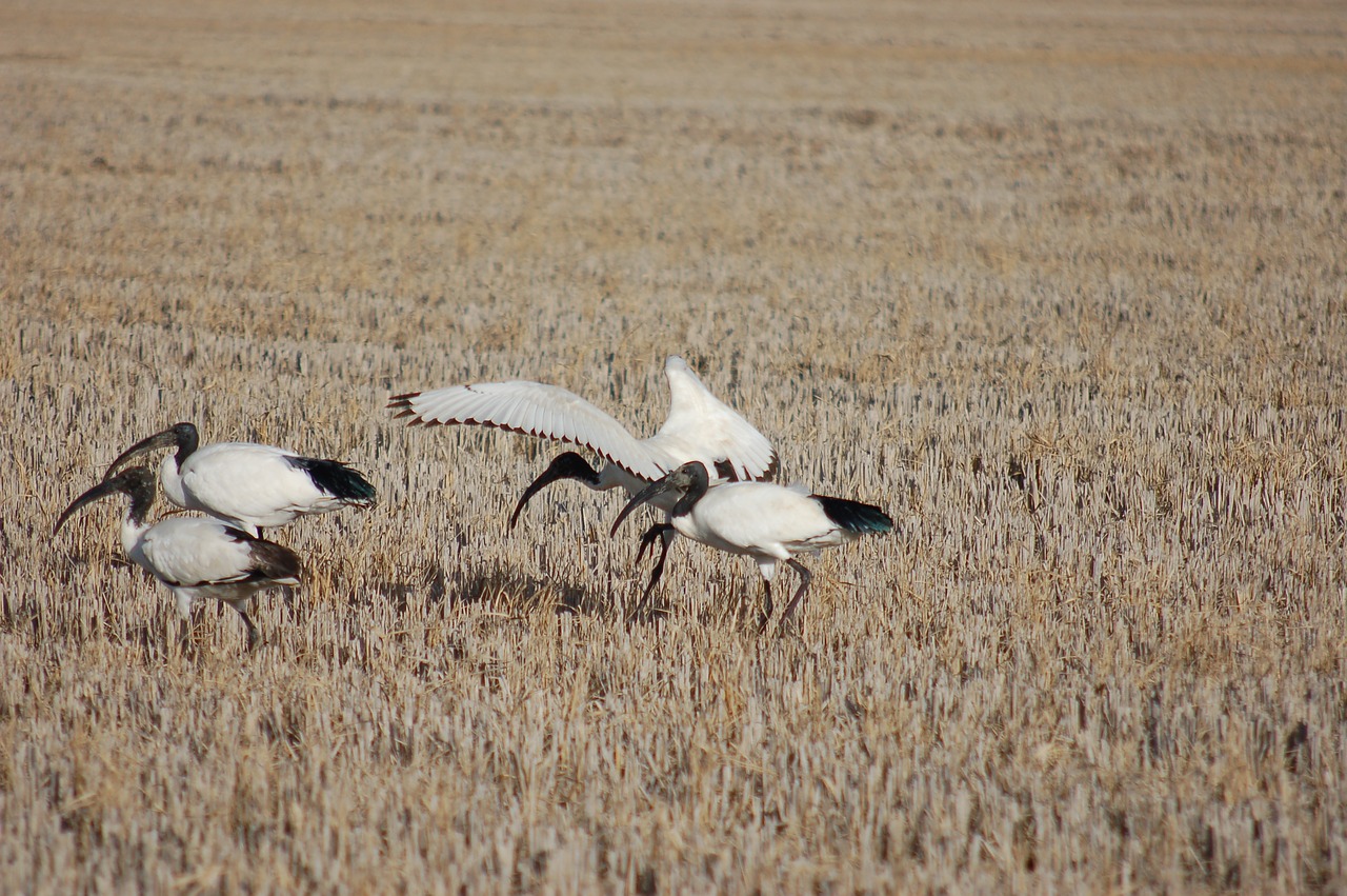 ibis  ibi  sacred ibis free photo