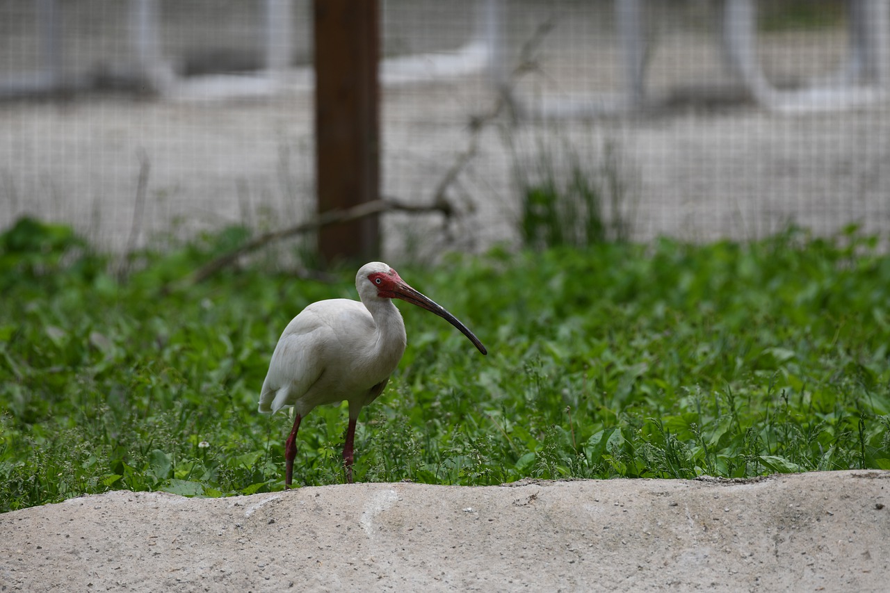 ibis  bird  white free photo