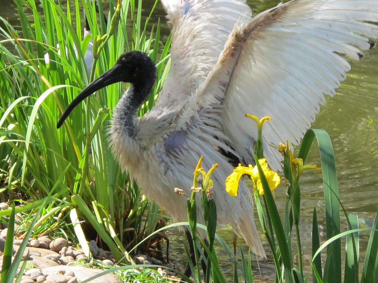 ibis bird wing free photo