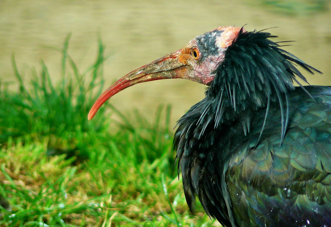 ibis bird animal free photo