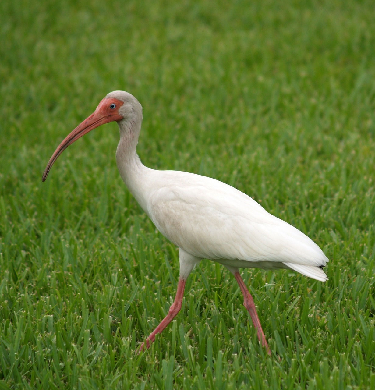 ibis tropical wading free photo