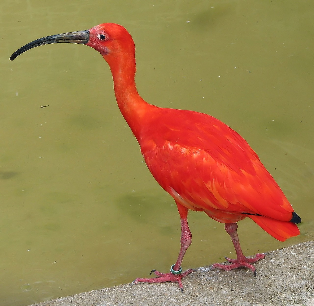 ibis scarlet bird free photo