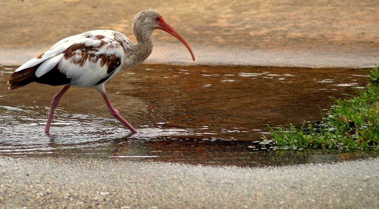 ibis bird tropical free photo