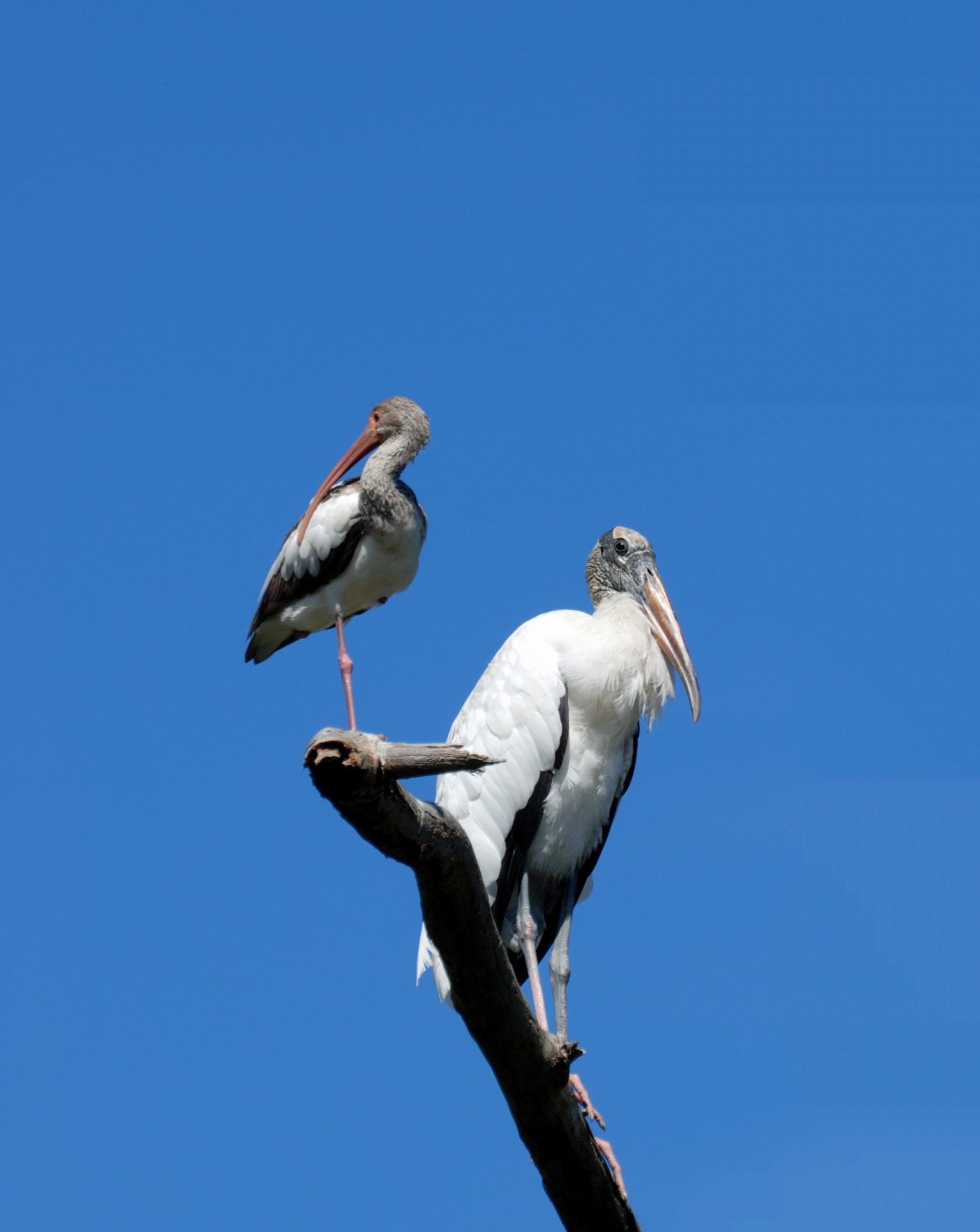 ibis wood stork bird free photo