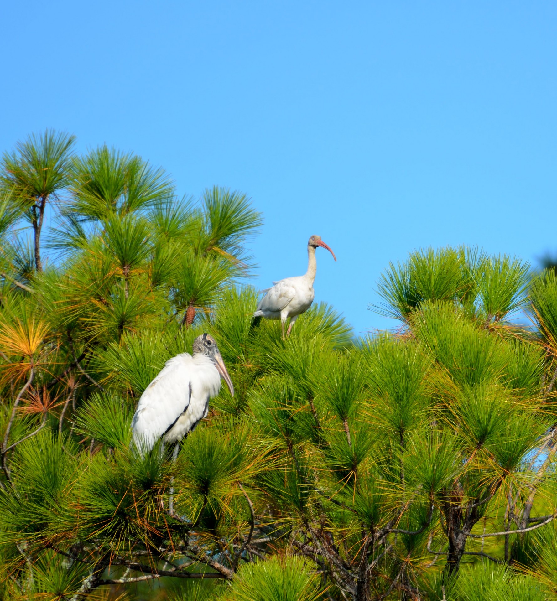 ibis wood stork birds free photo