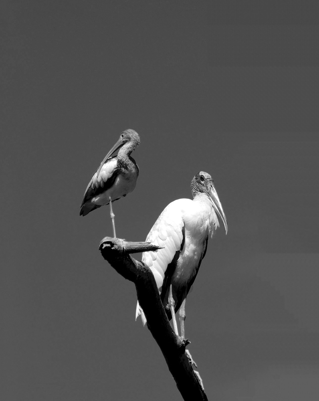 ibis bird  wood stork  avian free photo