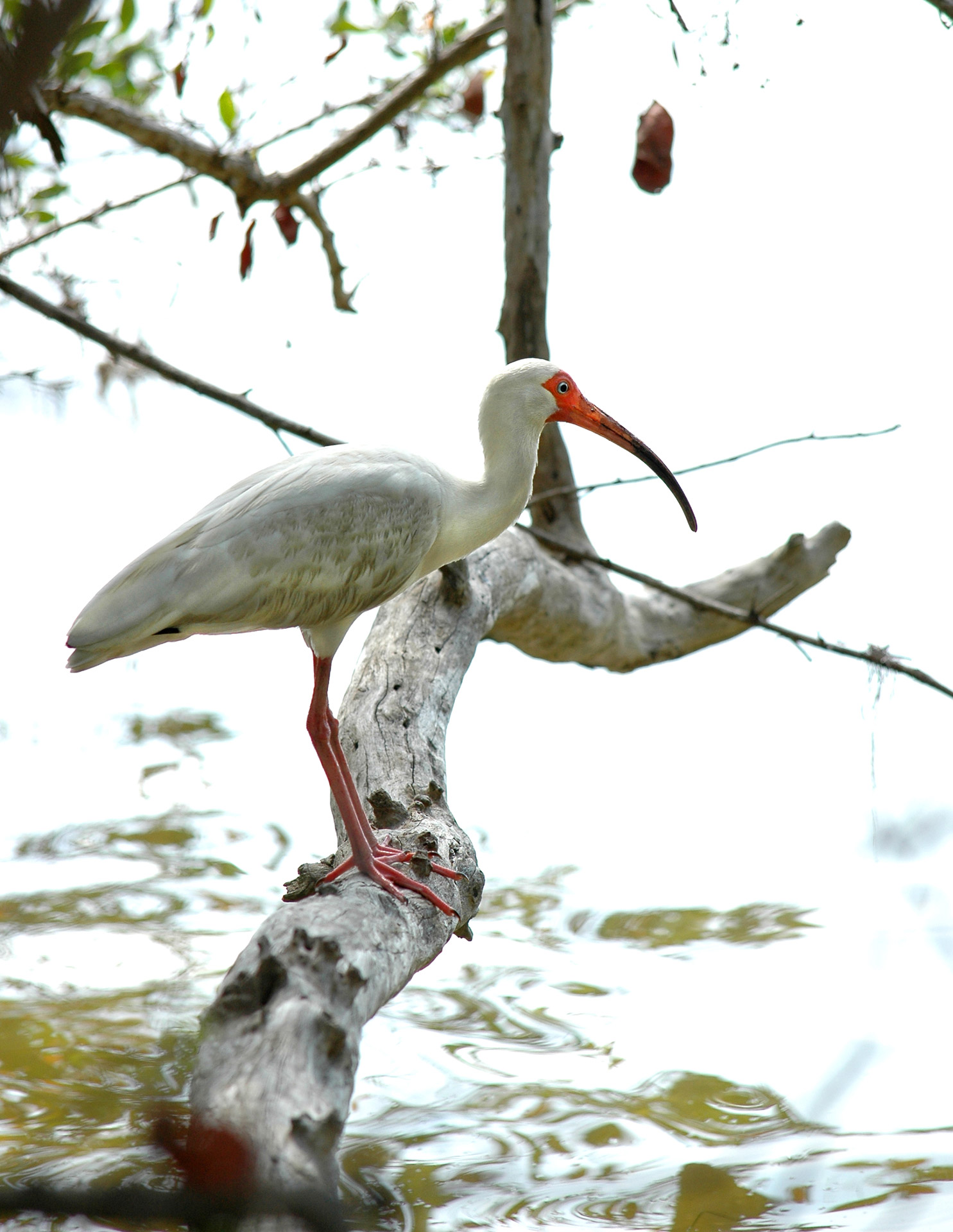 ibis bird white free photo