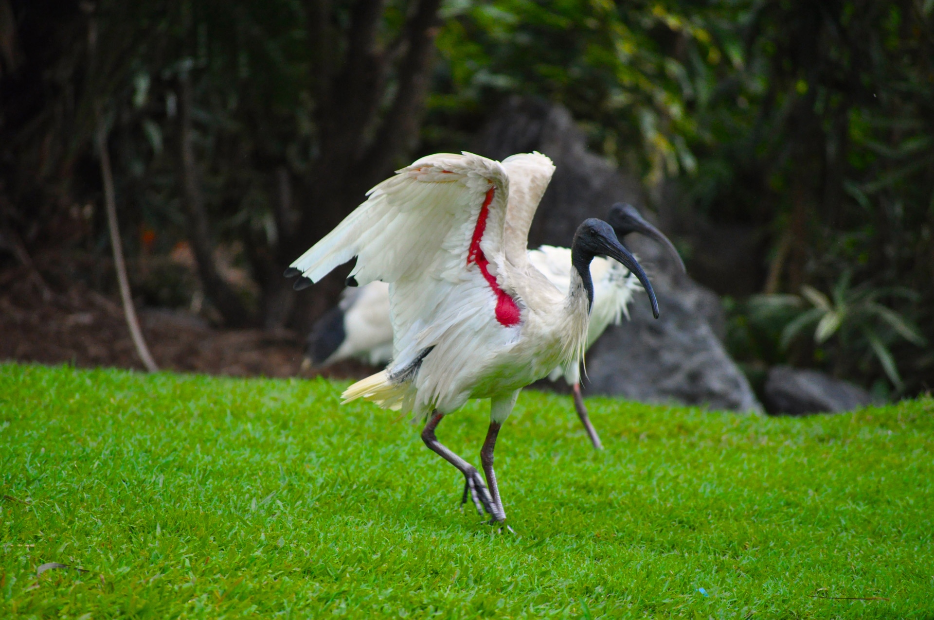 bird wildlife australian ibis free photo