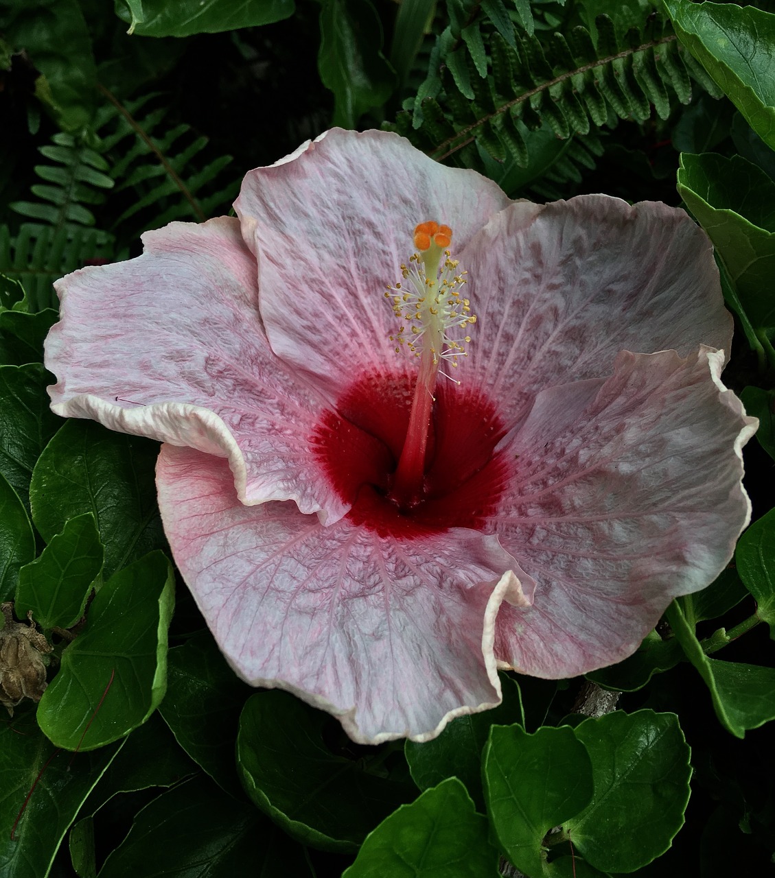 ibisco pink pink petals spring free photo