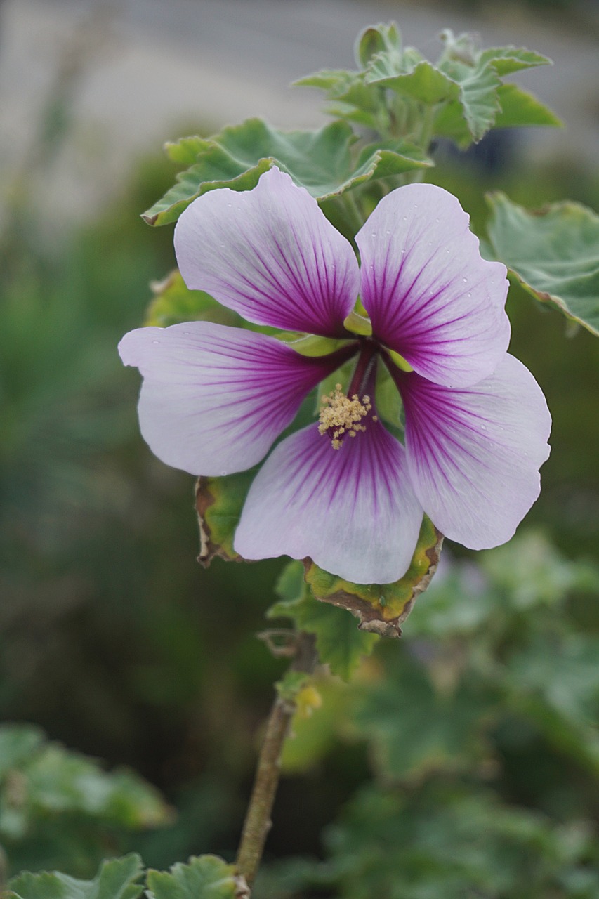 ibiscus flower flora free photo