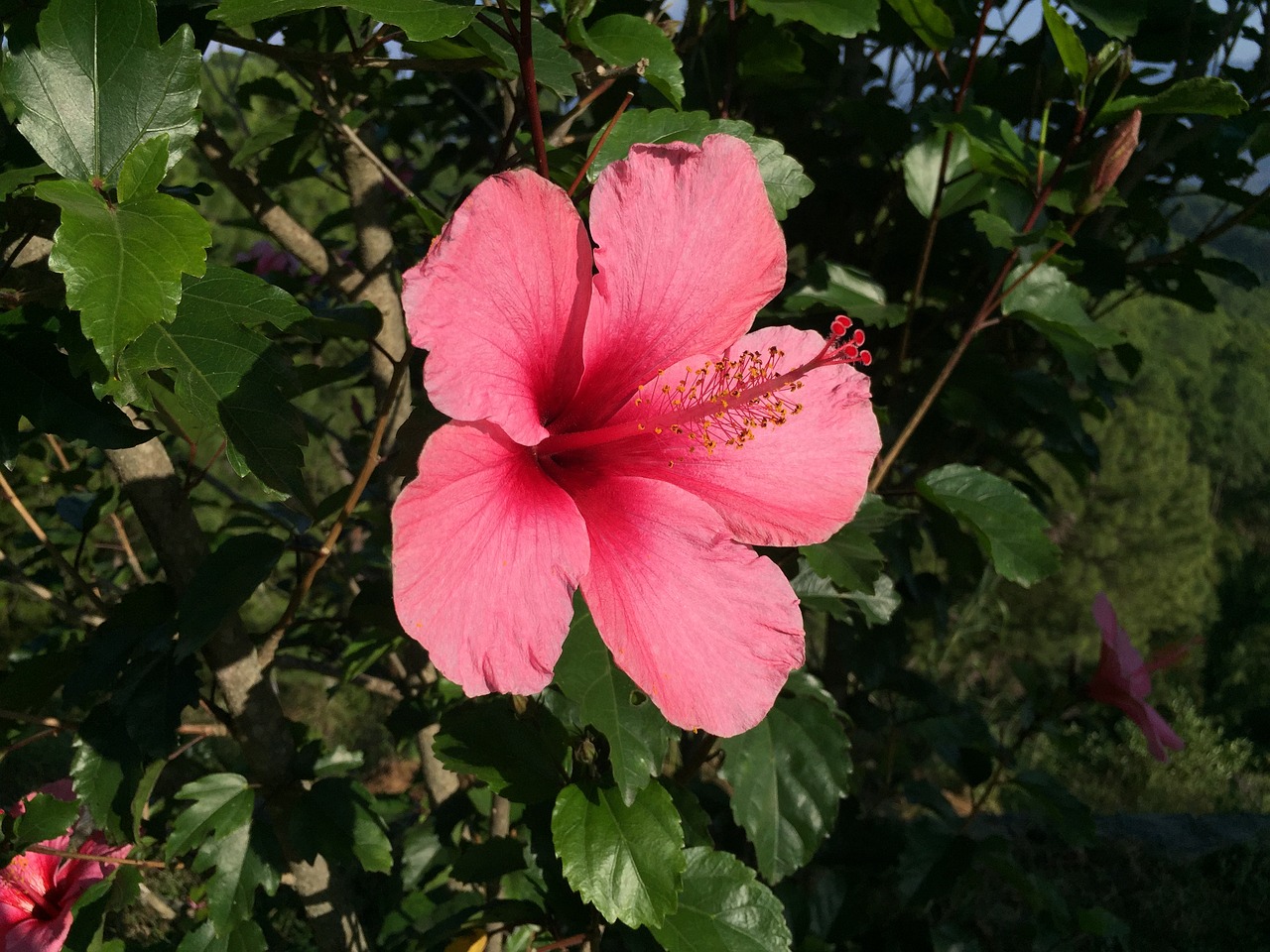 ibiscus flower nature free photo