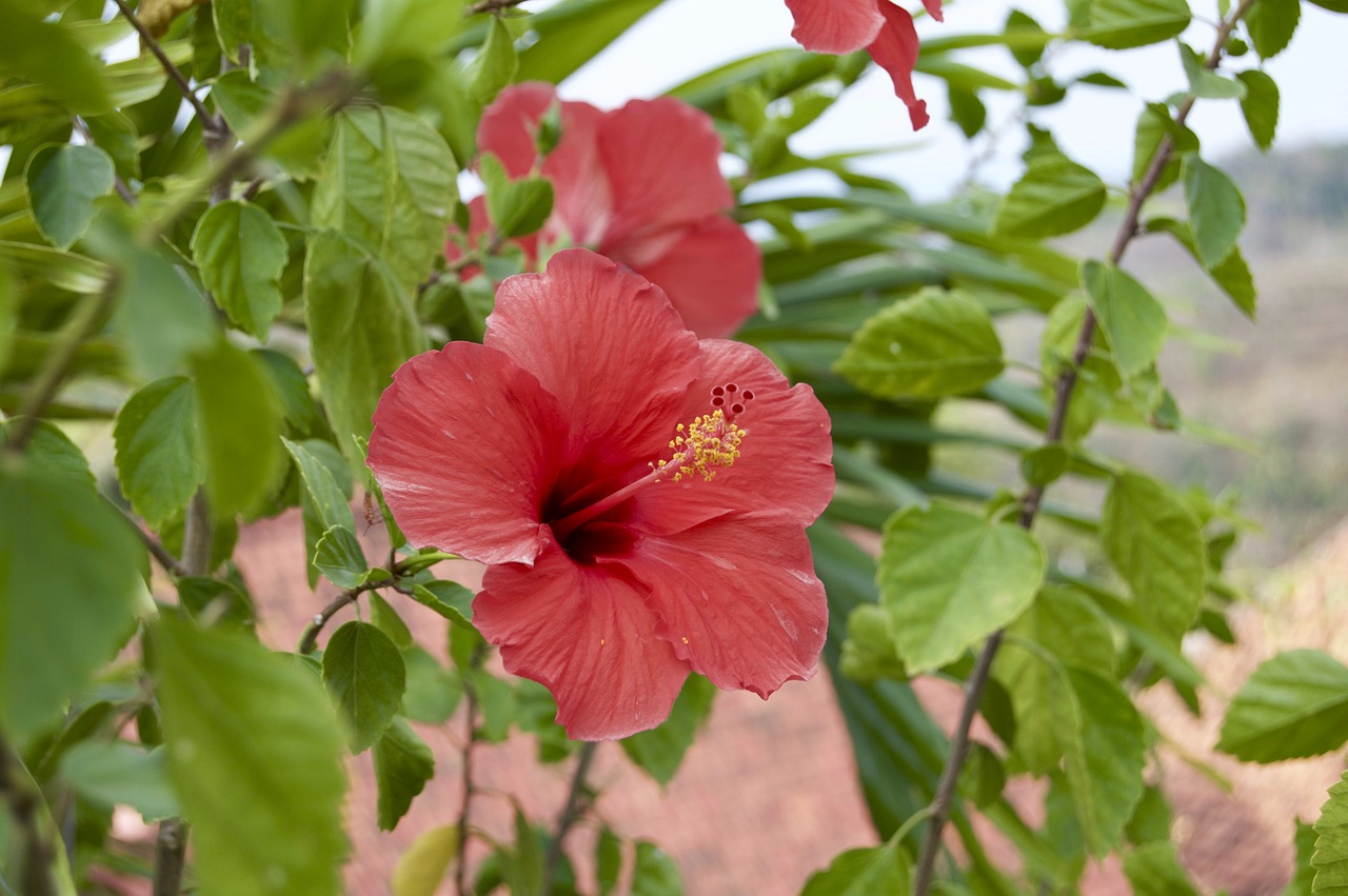 ibiscus  nature  flower free photo