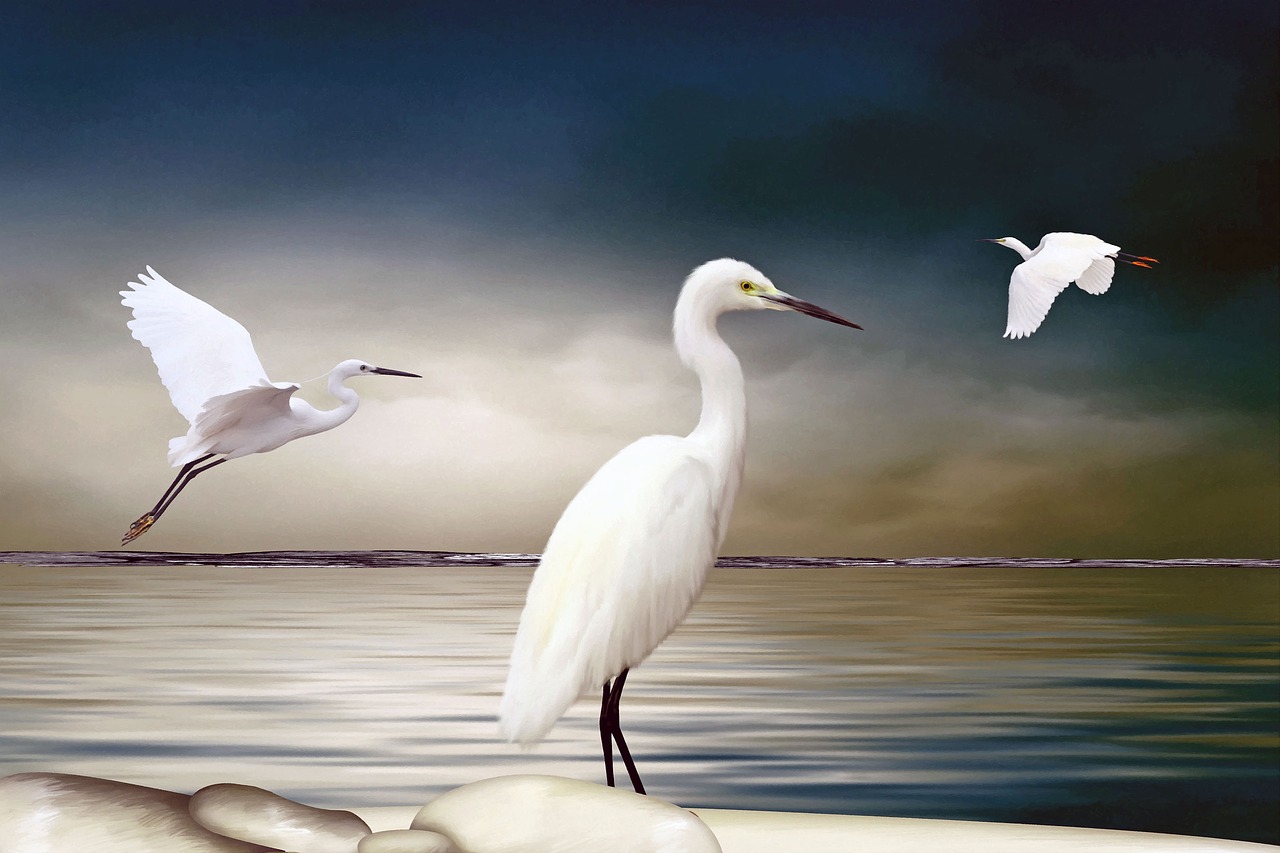 ibises art digital free photo