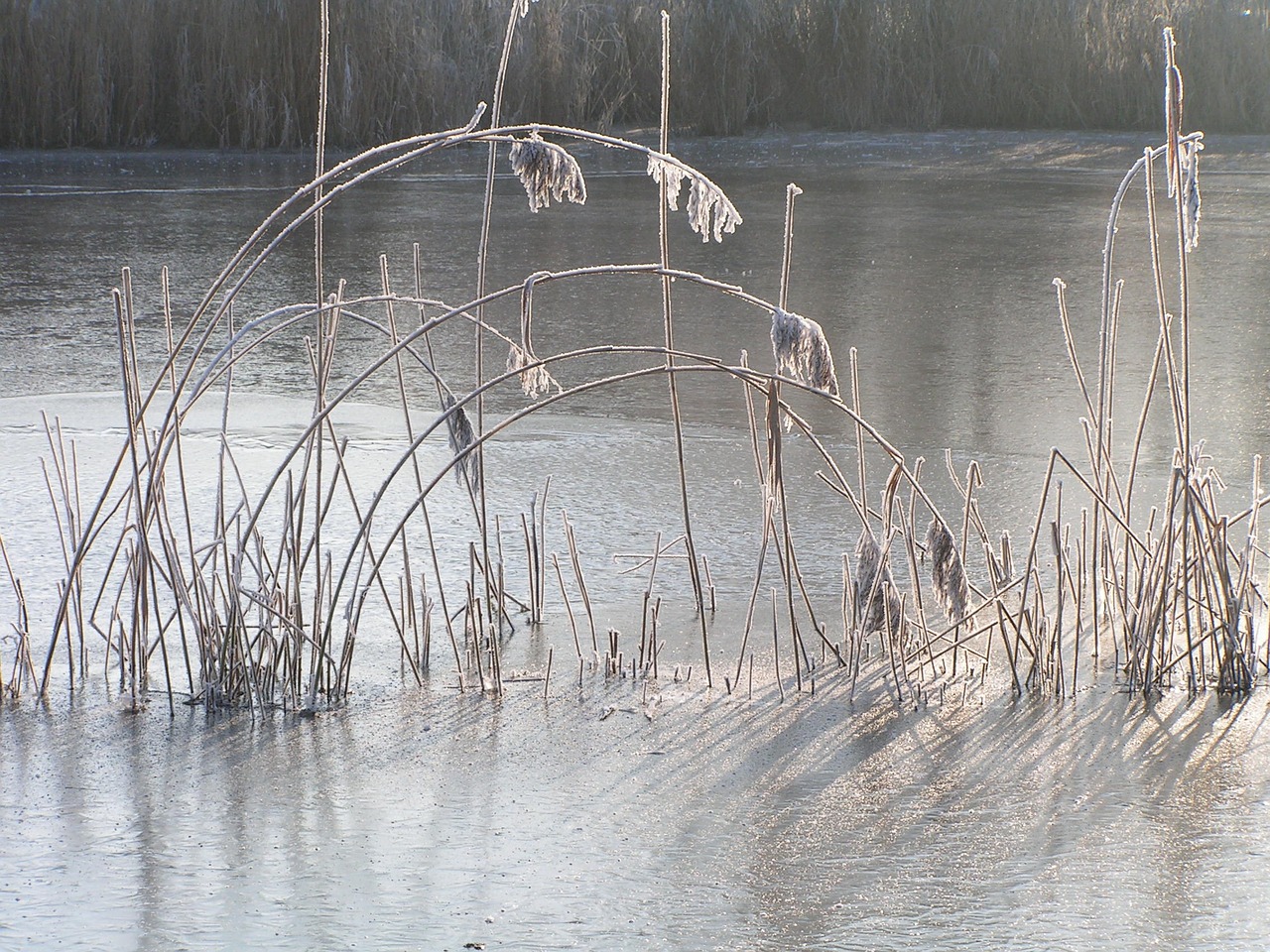 ice reed frost free photo