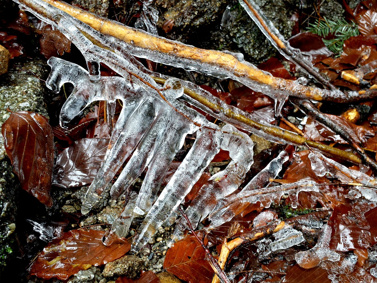 ice branches foliage free photo