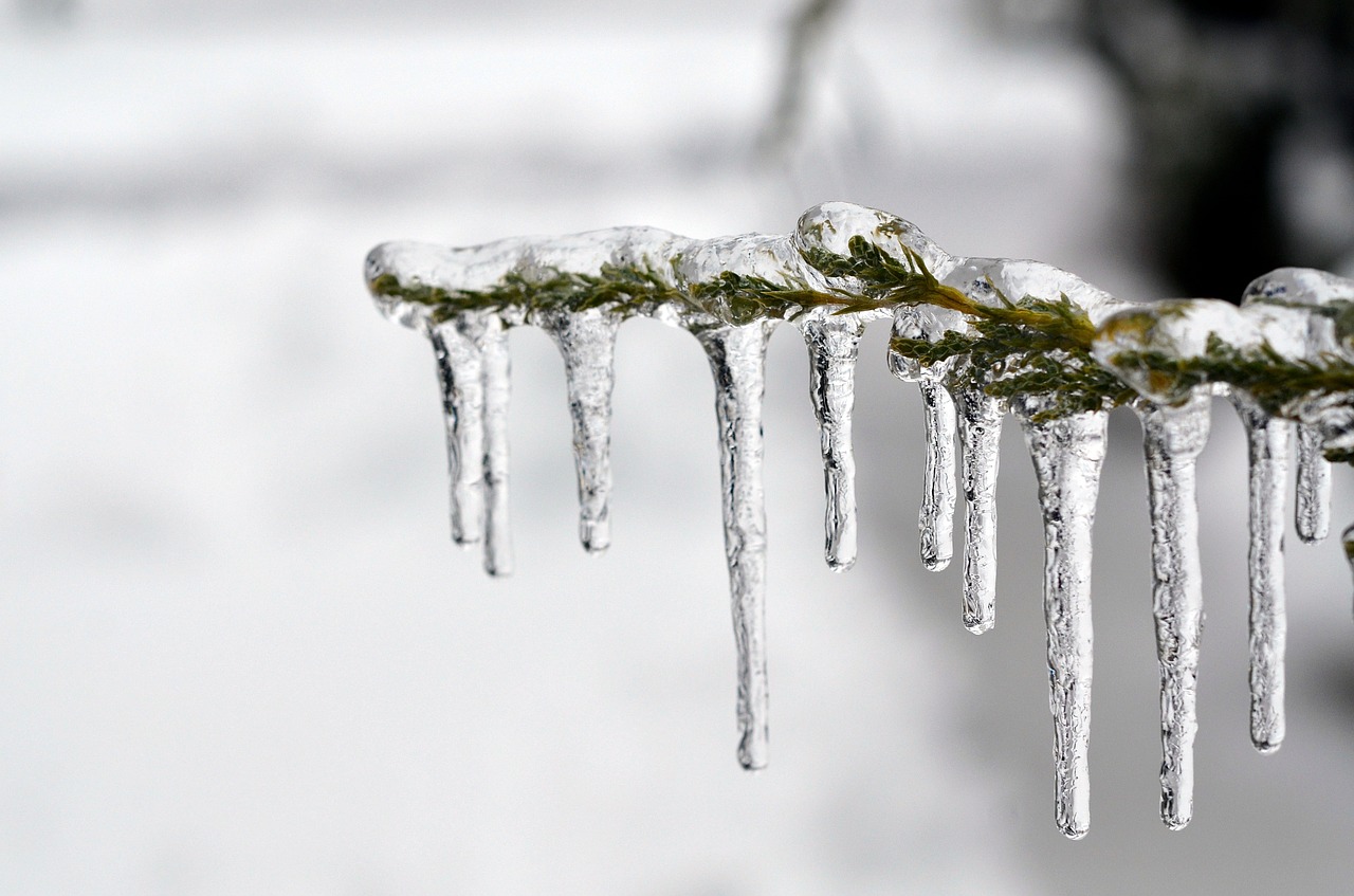 ice frozen tree free photo