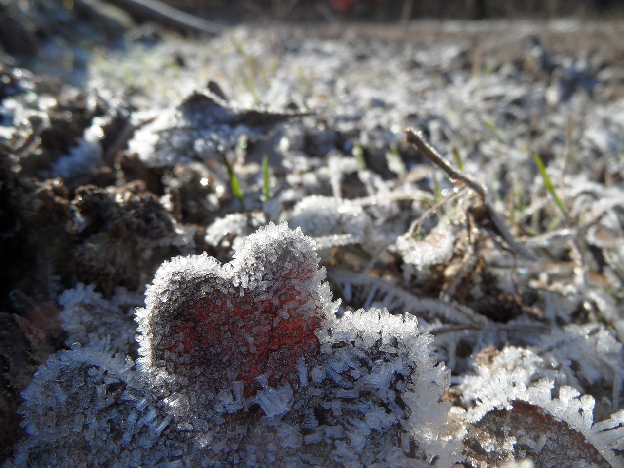 ice frost winter free photo