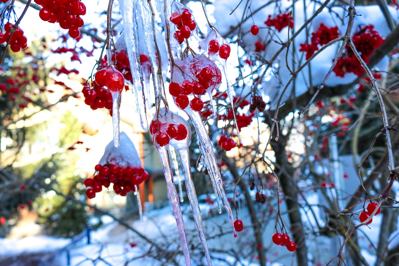 ice snow winter free photo