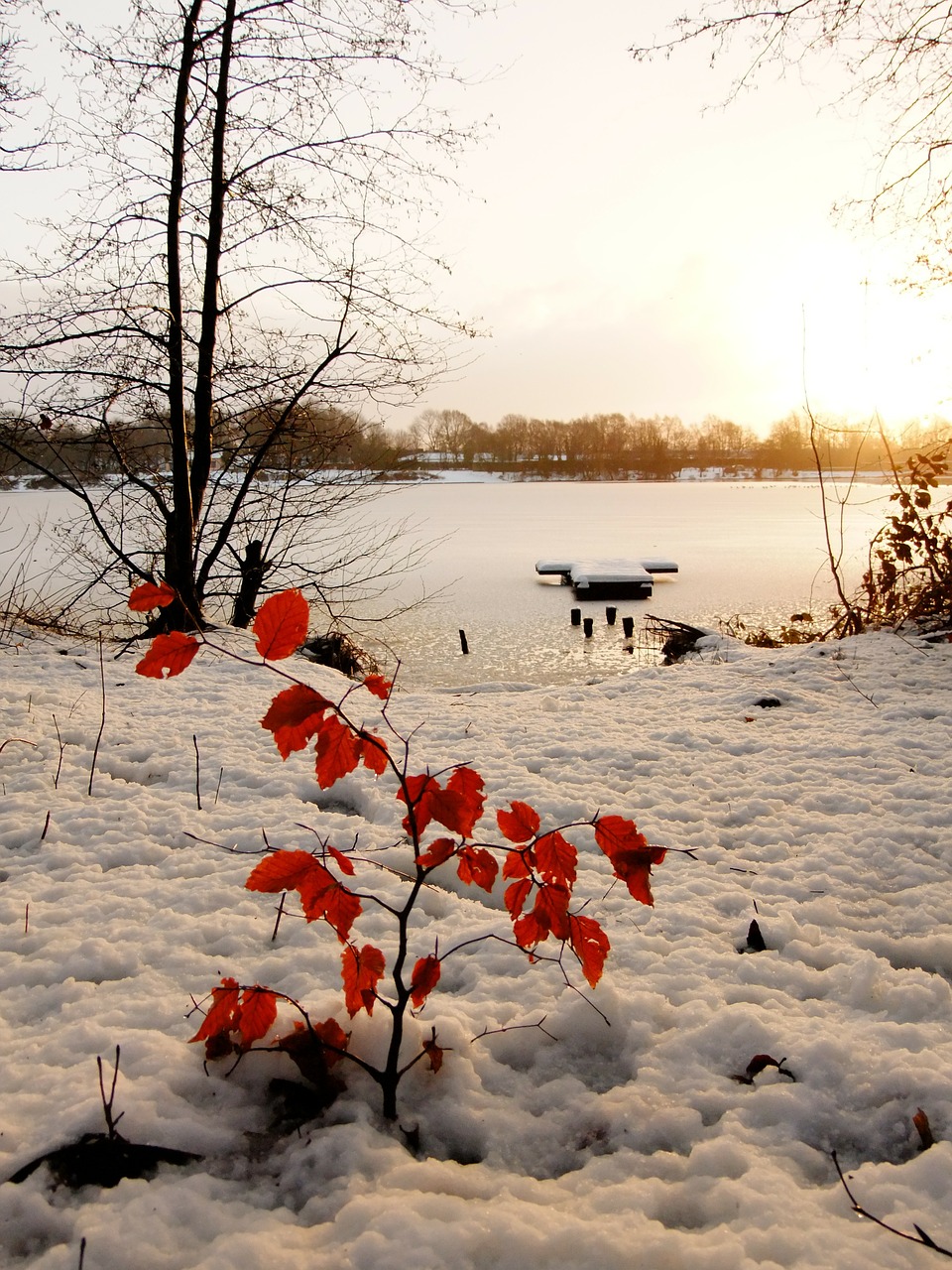 ice leaves red leaves free photo