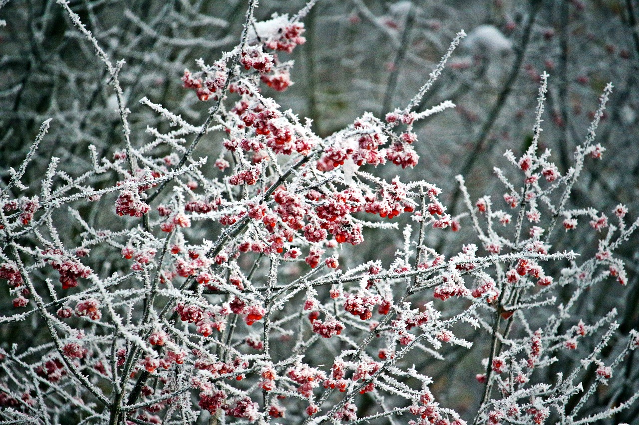 ice frost berries free photo