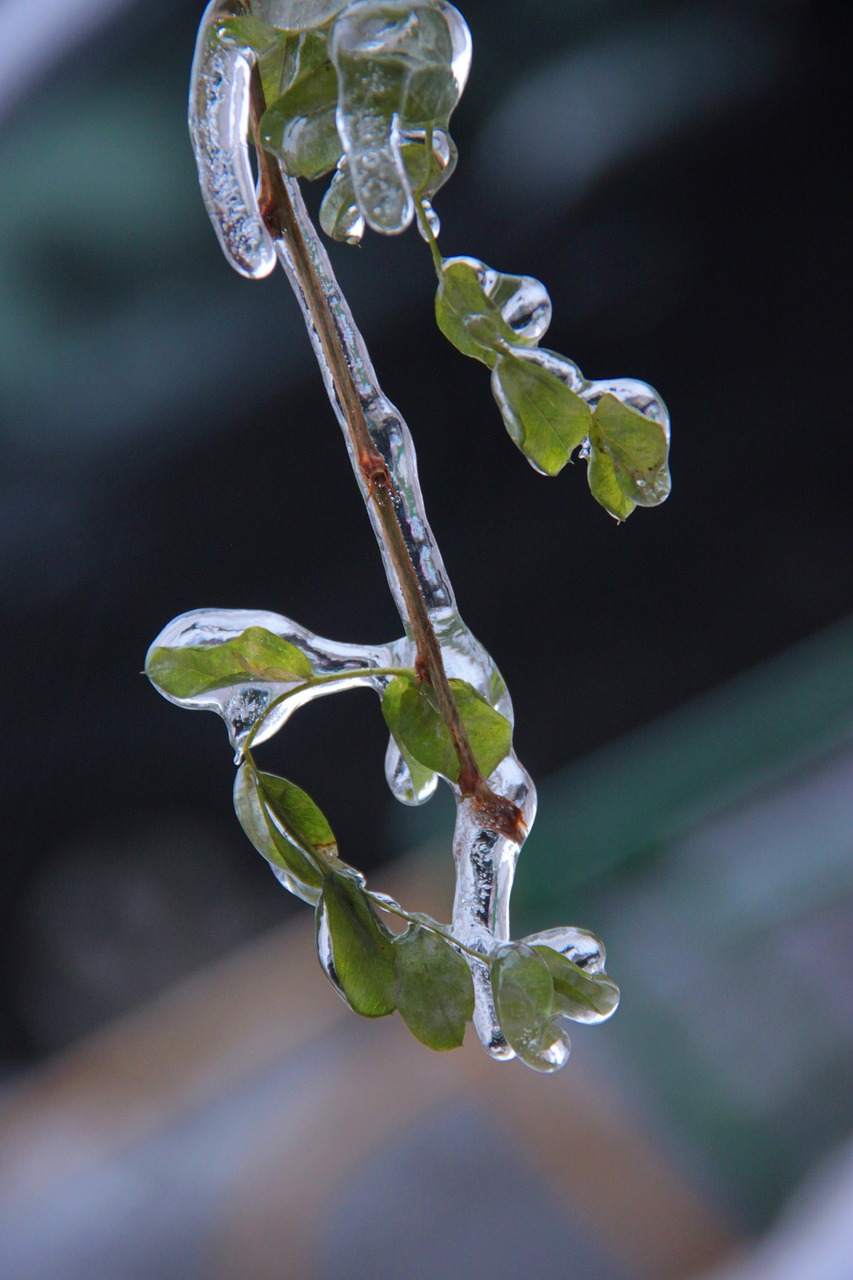 ice frost leaves free photo