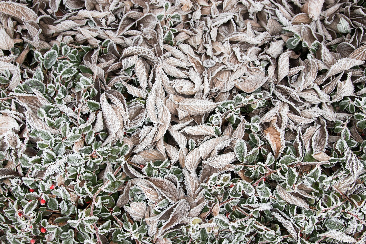 ice leaves frozen free photo