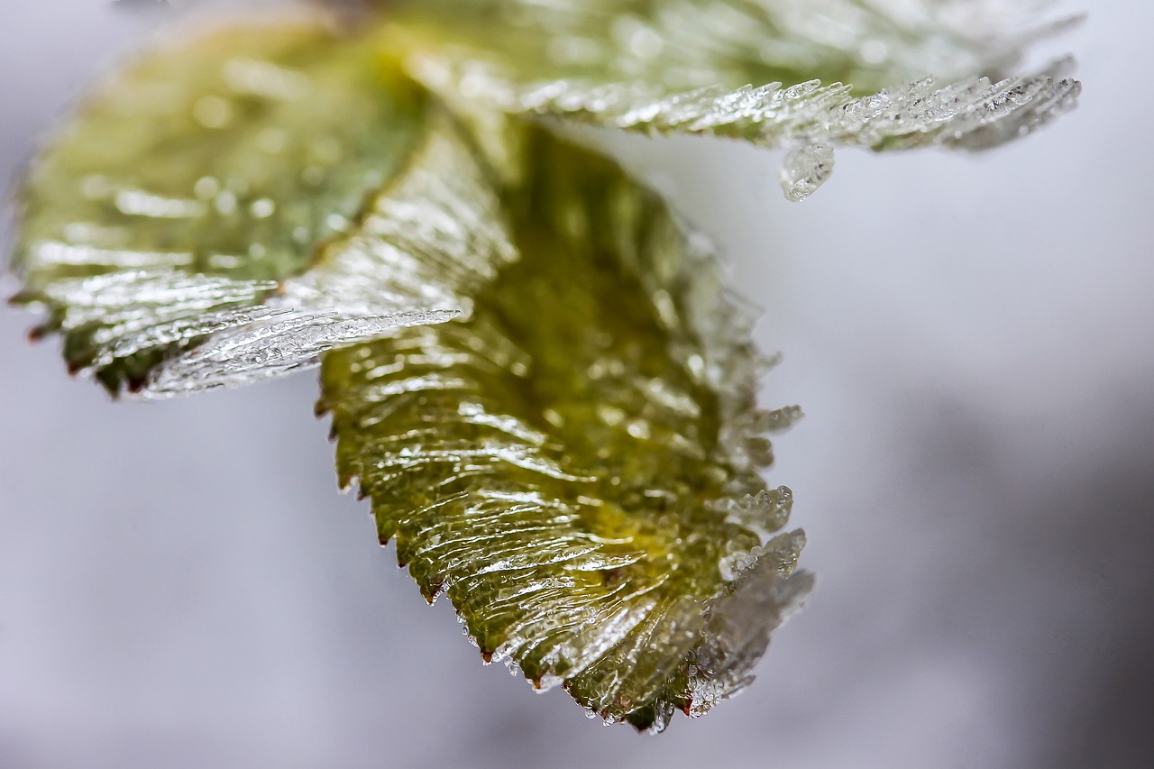 ice foliage frozen free photo