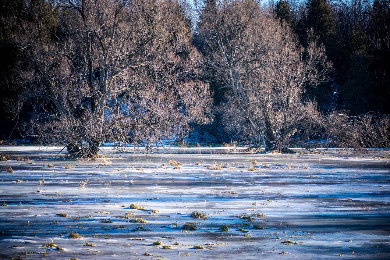 ice pond winter free photo