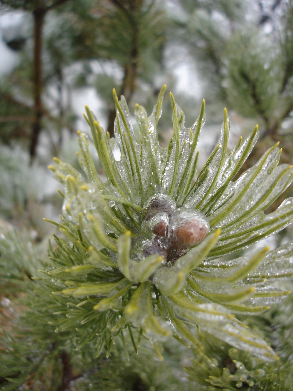 ice covered evergreen free photo