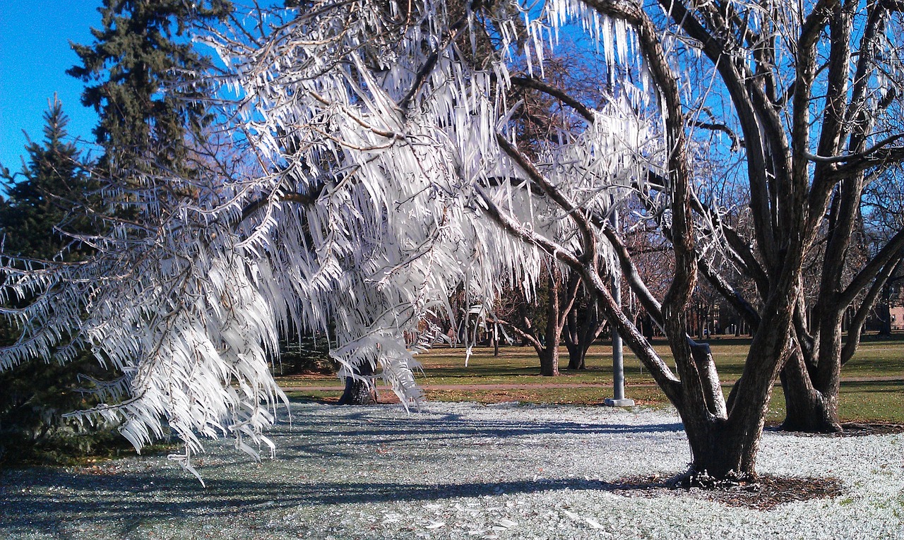 ice tree winter free photo