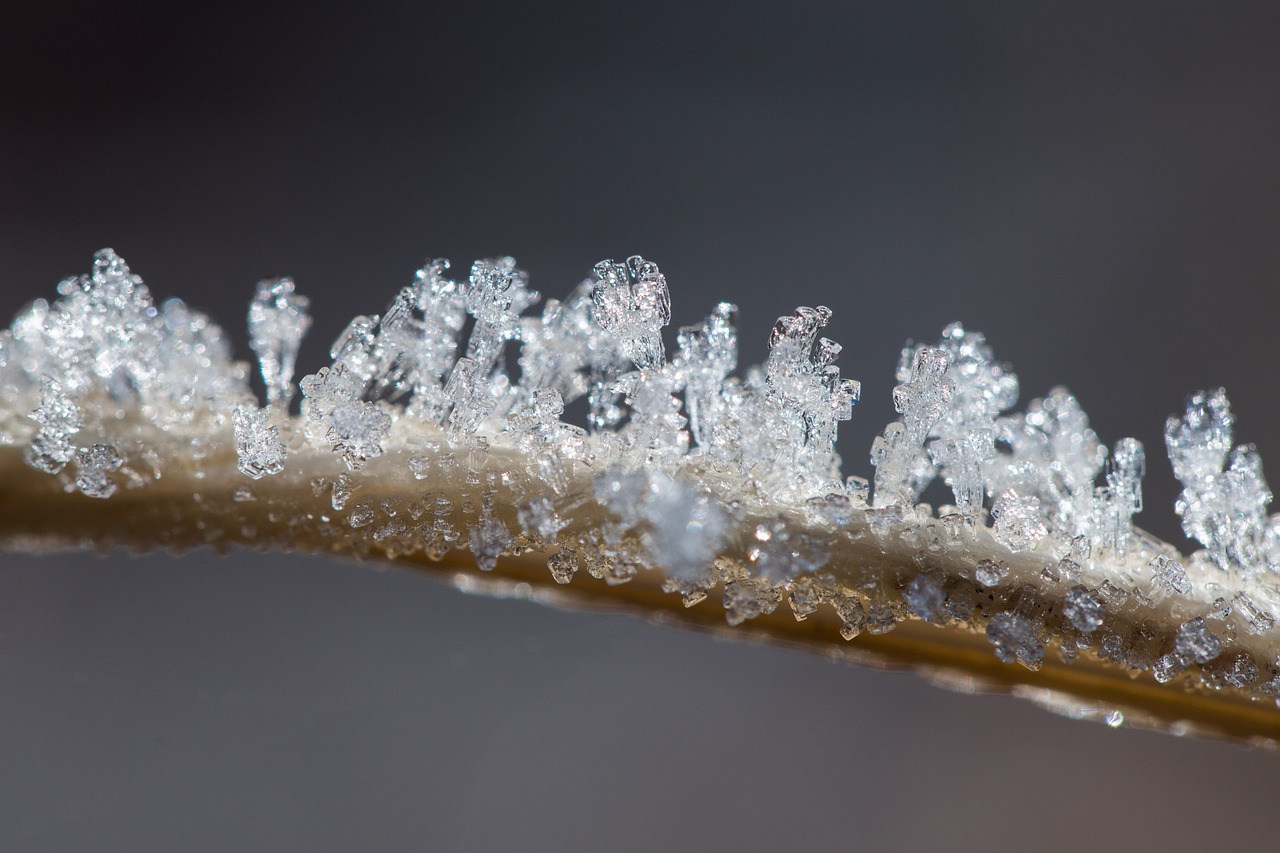 ice crystals winter free photo