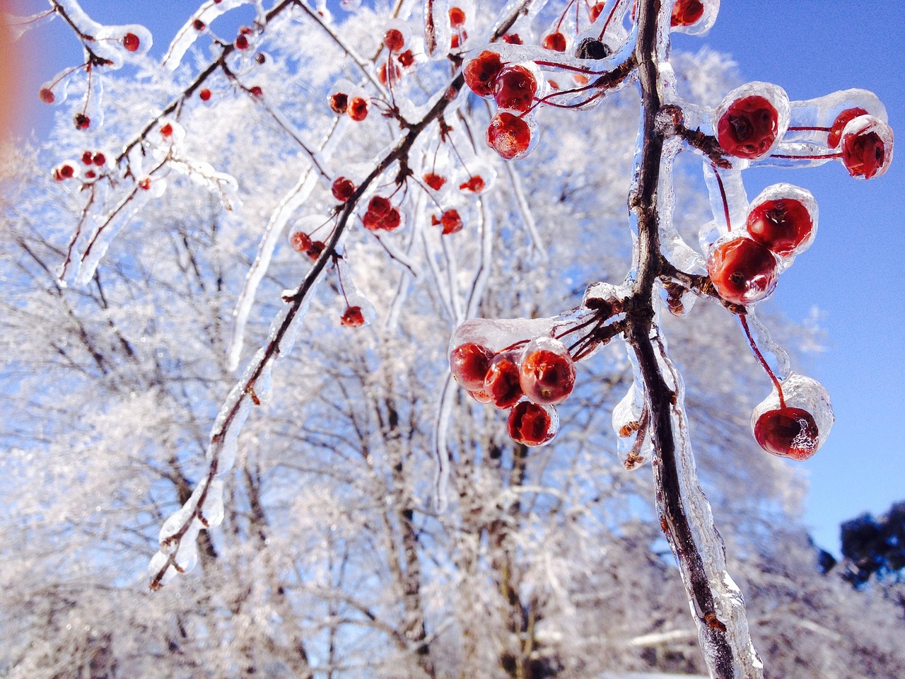 ice trees crabapple free photo