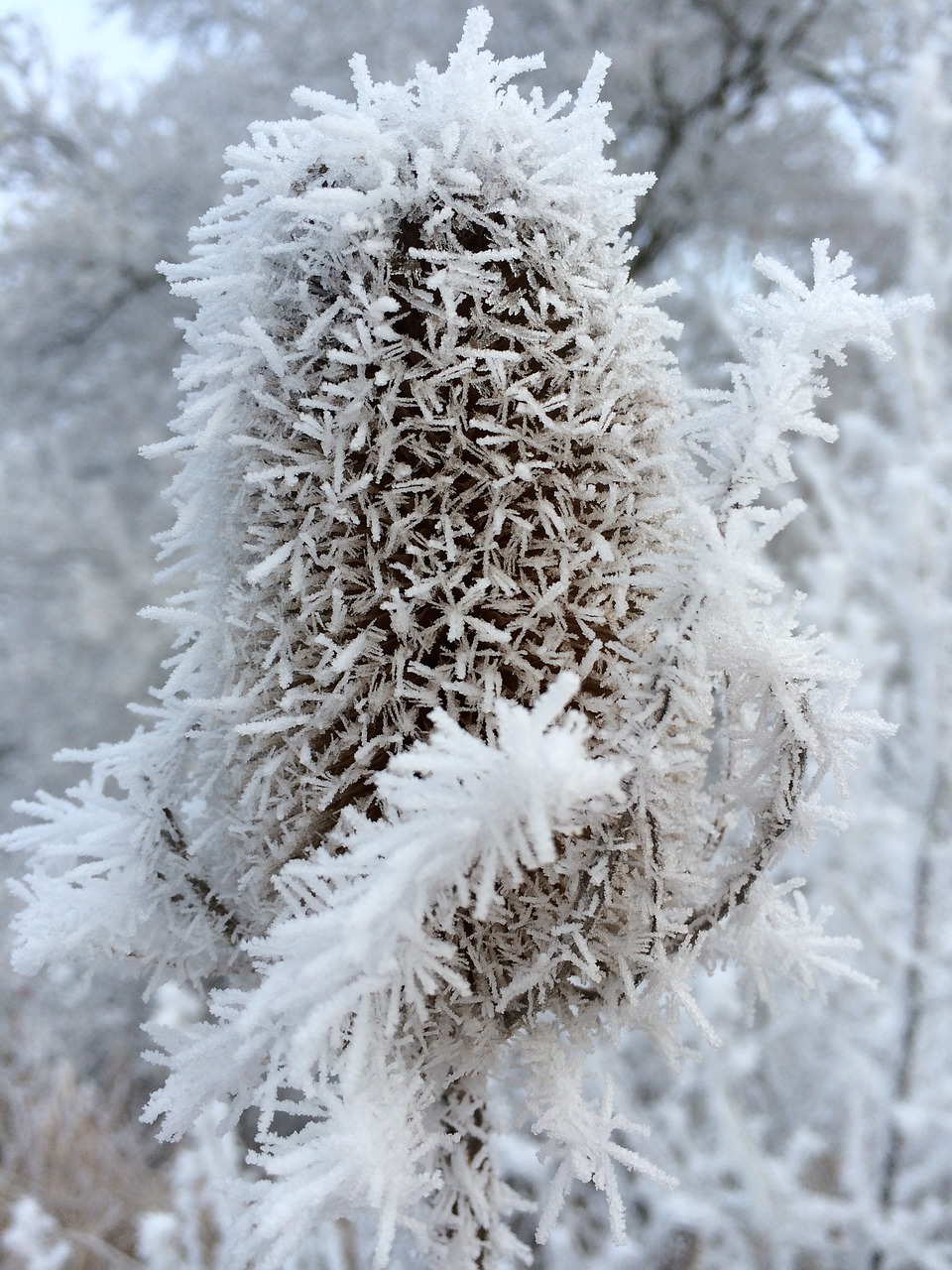 ice frost winter free photo