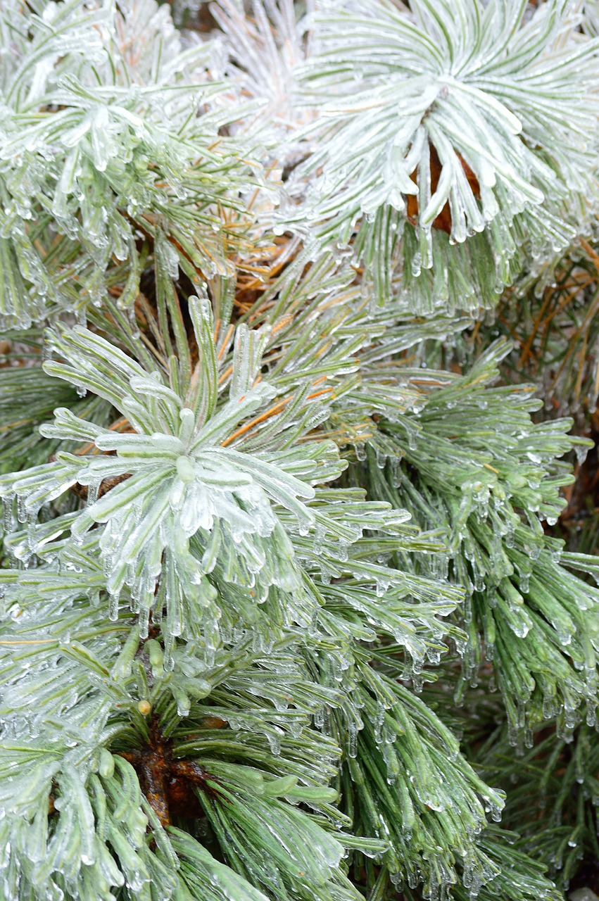 ice fir tree winter free photo