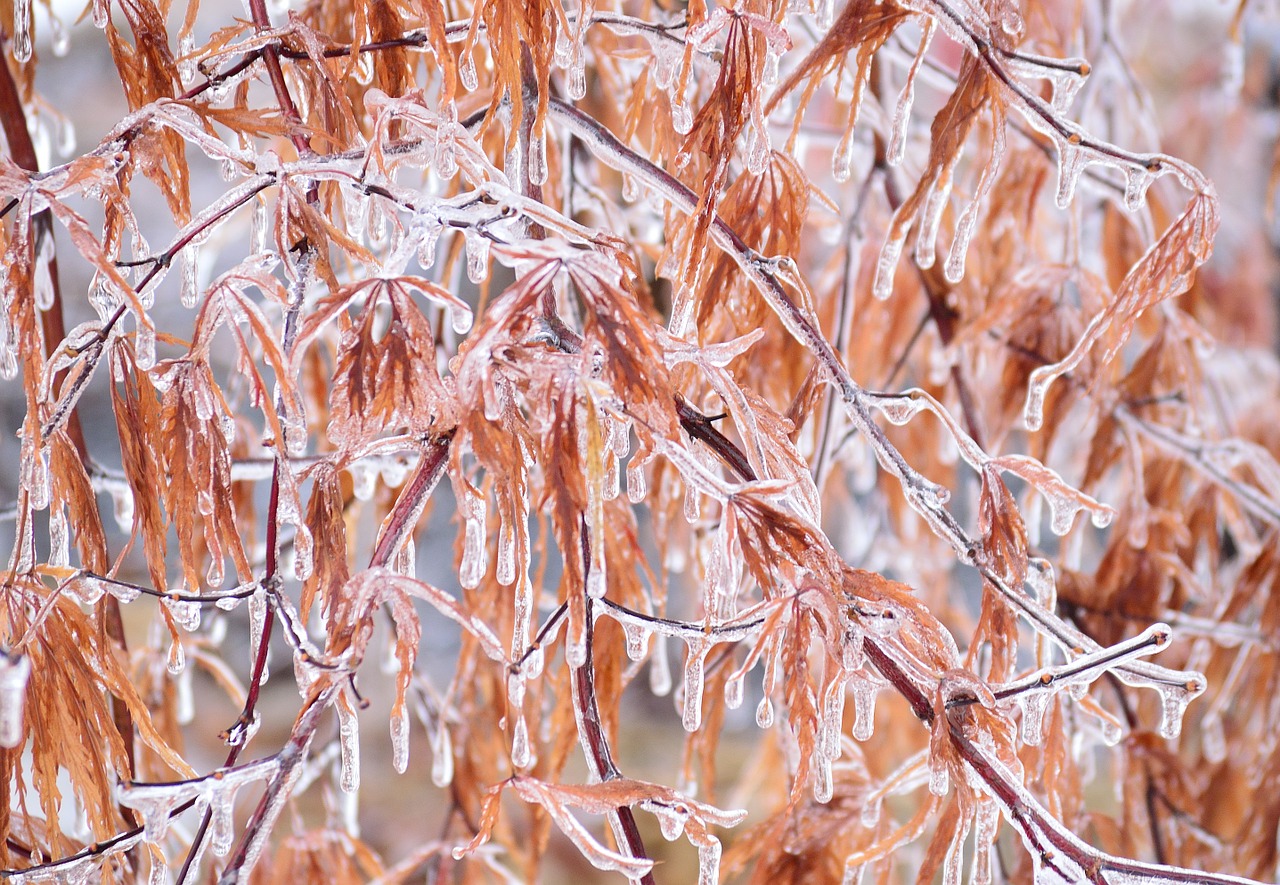 ice branches winter free photo