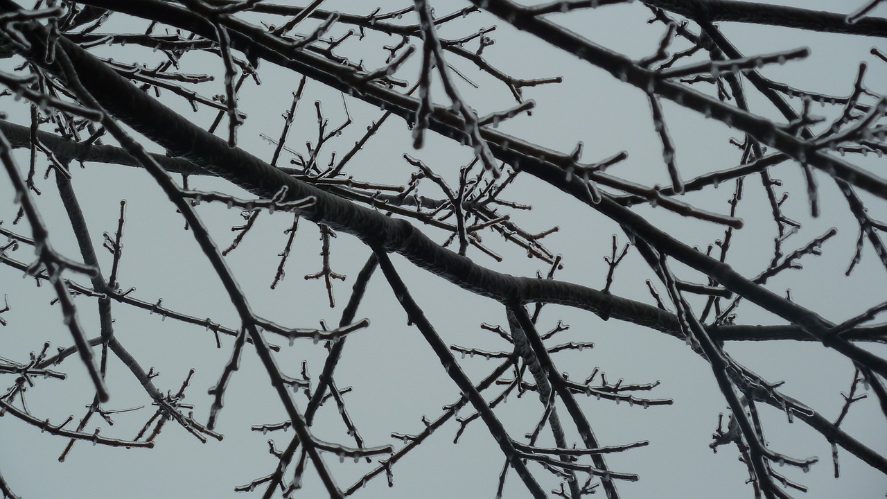 ice branches trees free photo