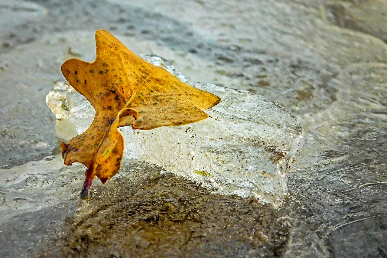 ice winter leaves free photo