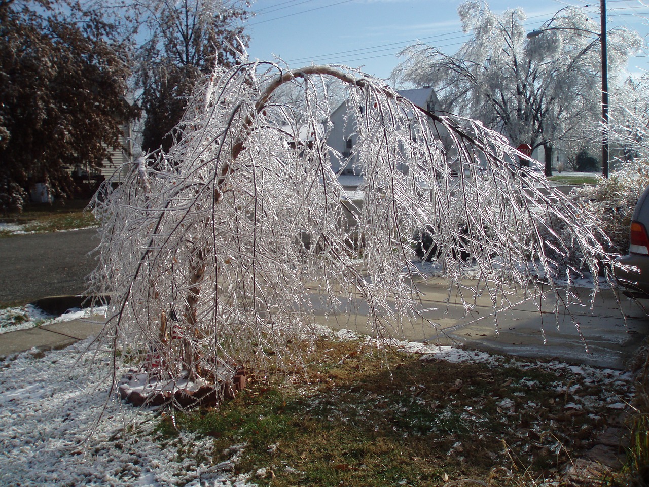 ice storm tree free photo