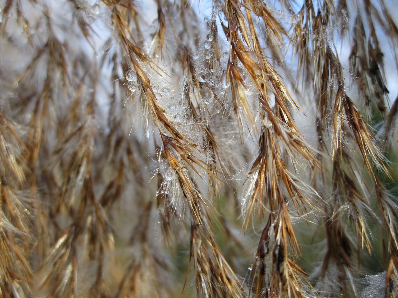 ice frozen plant free photo