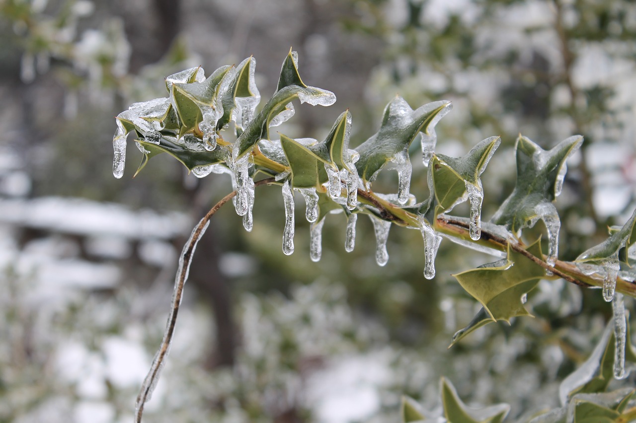 ice icy ice storm free photo