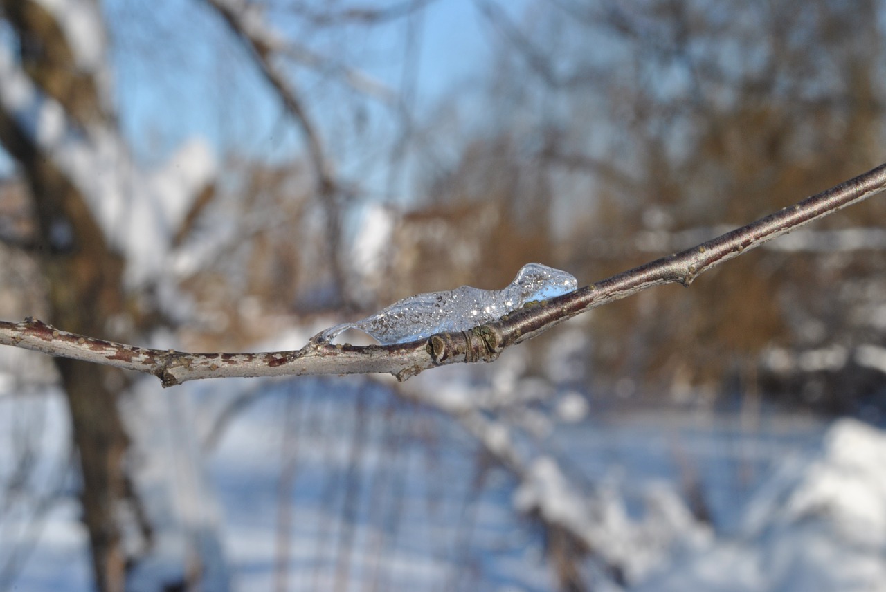 ice frost figures free photo