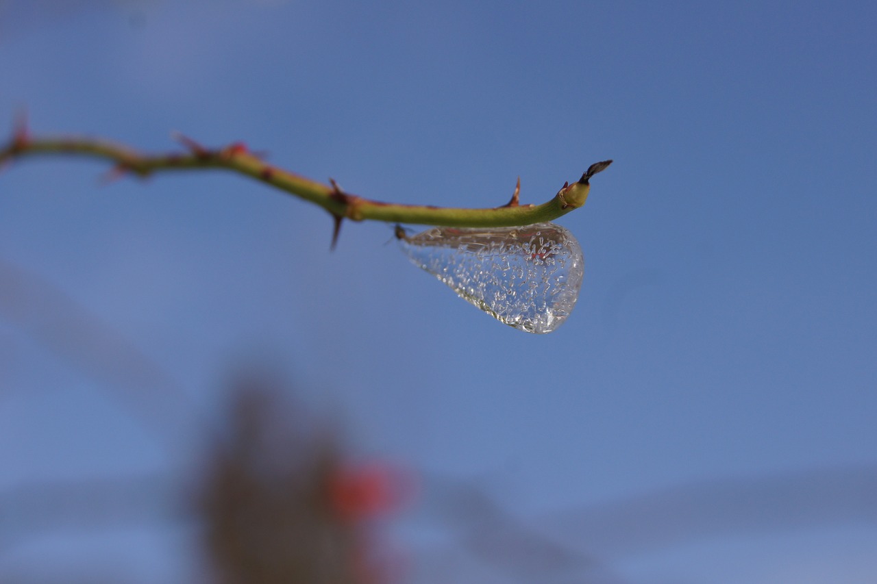 ice branch cold free photo