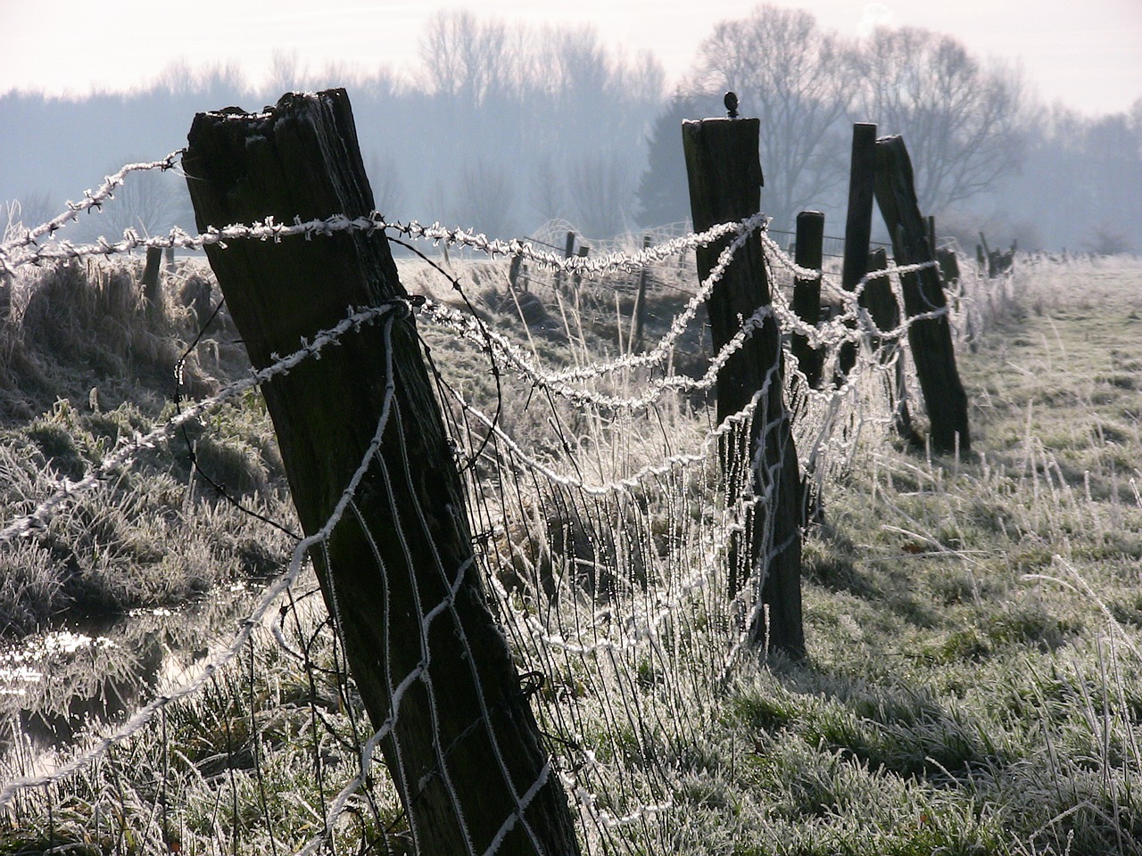 ice winter fence free photo