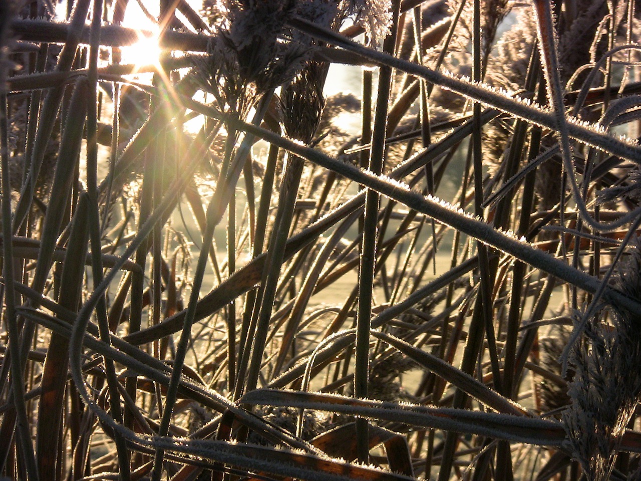 ice reed cold free photo