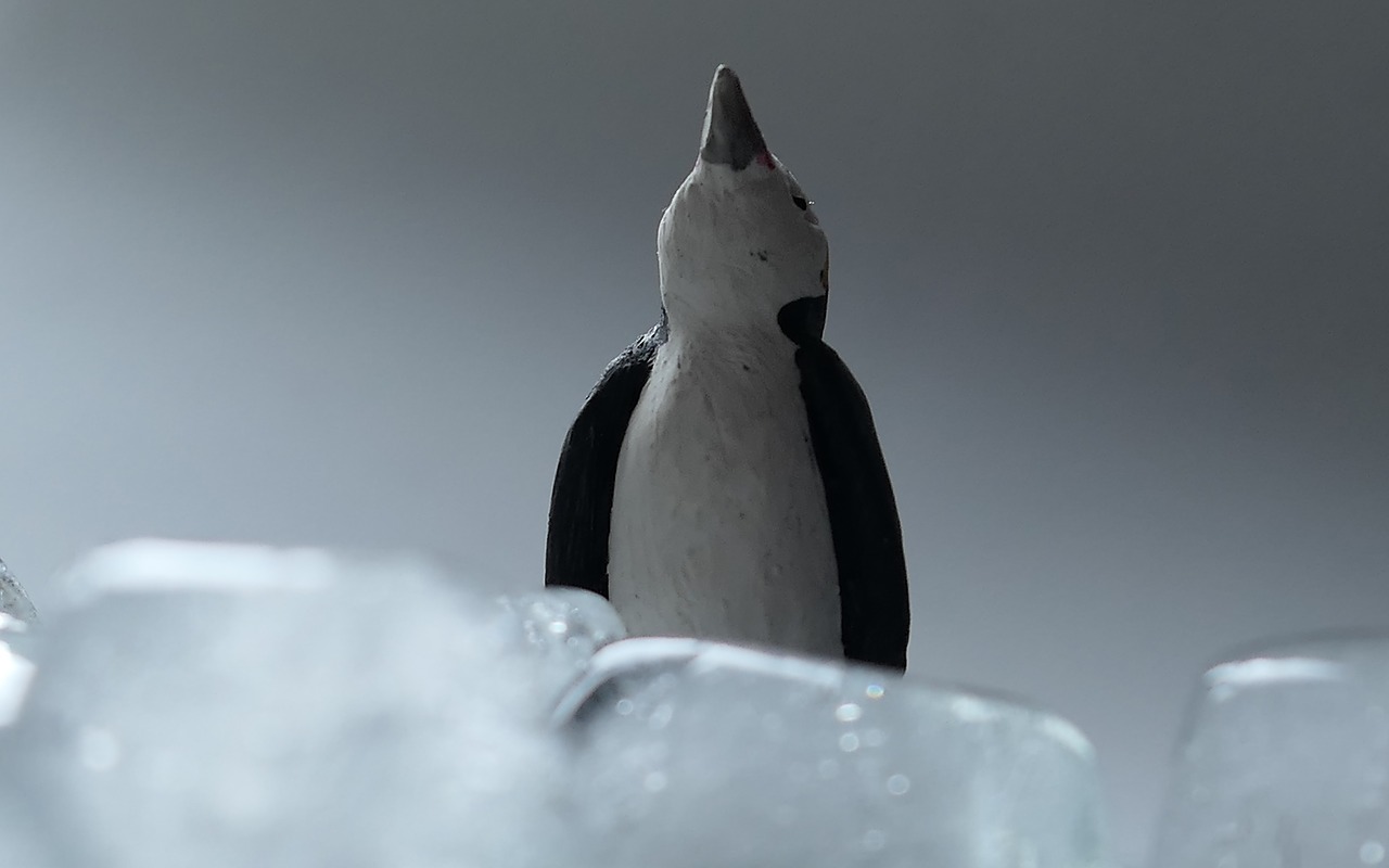 ice penguin cold free photo