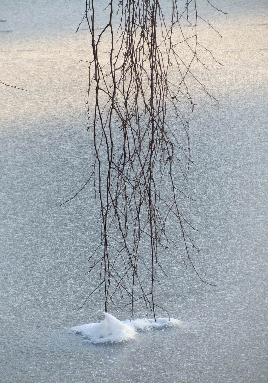 ice tree snow free photo